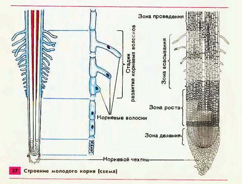 Строение корня