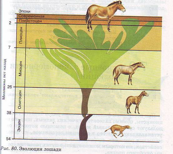 Эволюция лошади