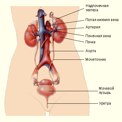 Мочевыделительная система. фото