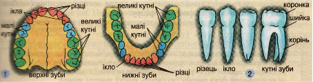 Розташування (1) і види (2) зубів