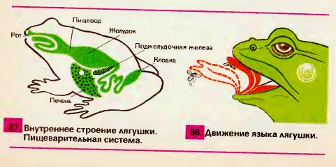 Внутреннее строение лягушки