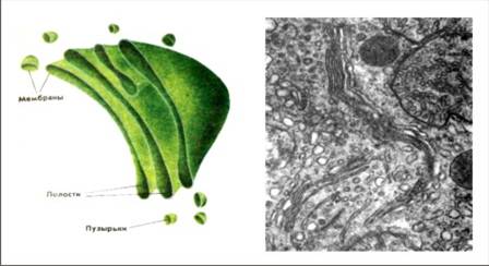 Схема будови та  мікрофотографія апарата Гольджи.