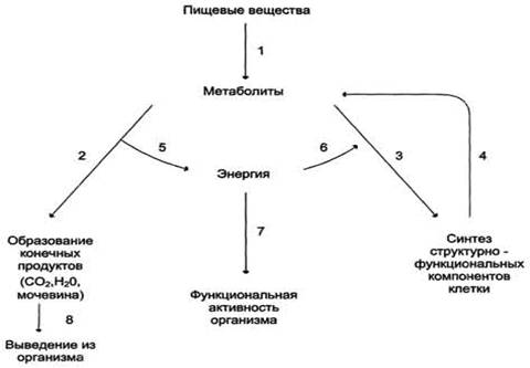 Загальна схема обміну речовин і енергії