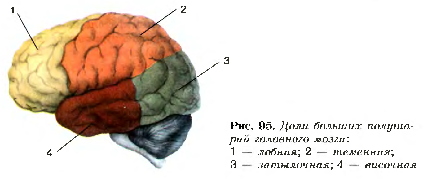 Доли полушарий головного мозга