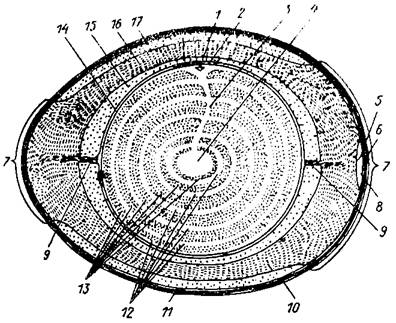 Image003 biol8 jaico.jpg