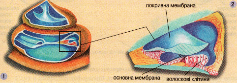 Завитка (1) та її будова (2)