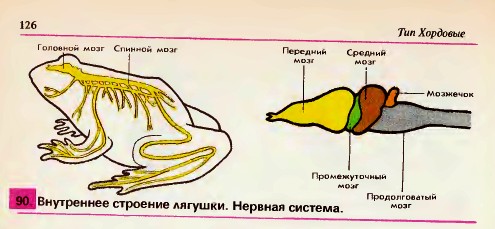 Внутреннее строение лягушки