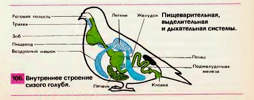 Внутреннее строение голубя