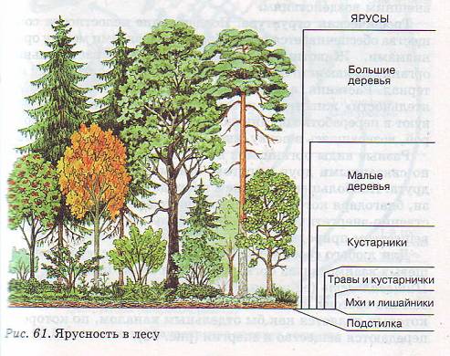 Ярусность леса