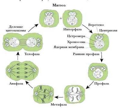 Мітоз