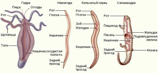 Еволюція травної системи тварин