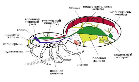 Внутрішня будова паука.