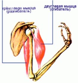 строение мышц