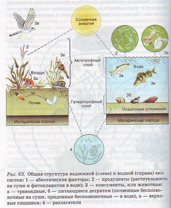 Структура двух типов сообществ