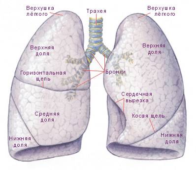 Легкие человека