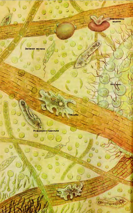 Простейшие в капле прудовой воды (под микроскопом).