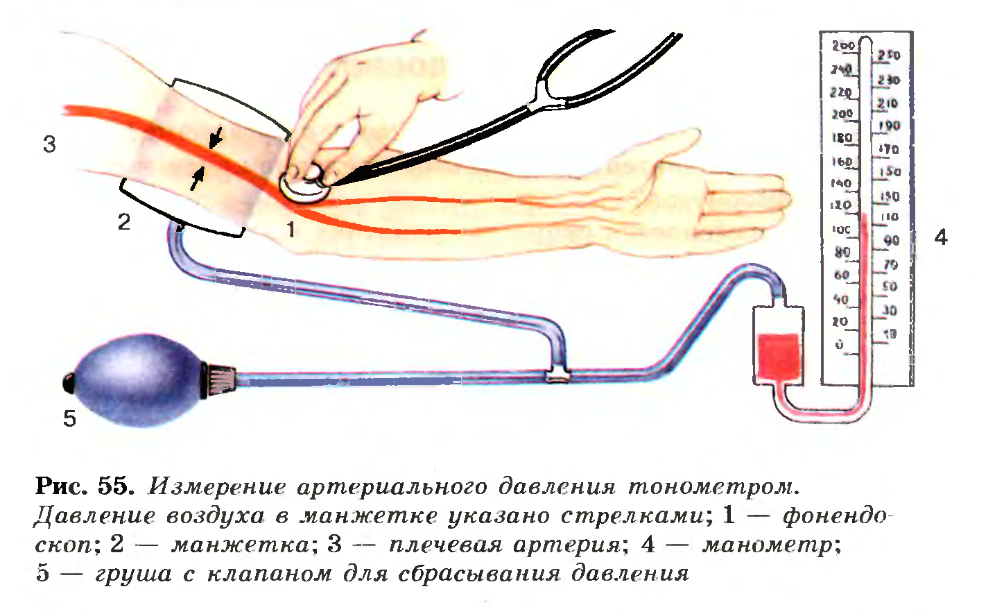 Артериальное давление крови