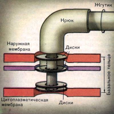 Схема будови бактеріального джгутика.