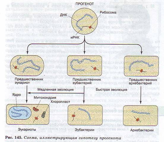 Гипотеза прогинота