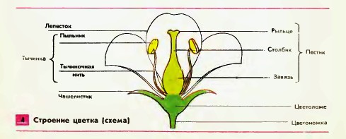 Строение цветка