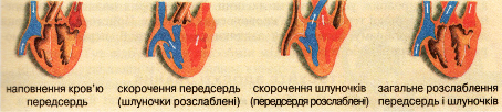 Серцевий цикл