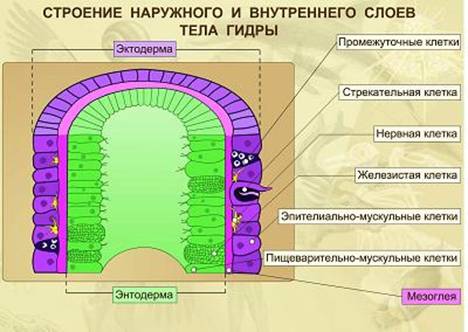 Будова внутрішнього шару клітин гідри.