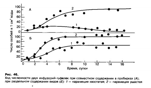 Численность