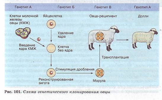 Генетическое клонирование