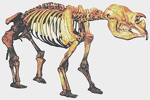 ADiprotodon.jpg