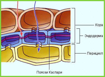 Ременці каспарі