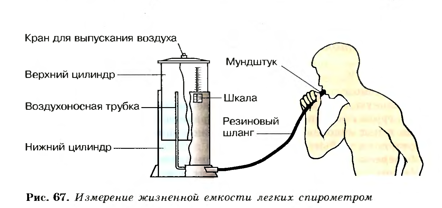 Жизненная емкость легких