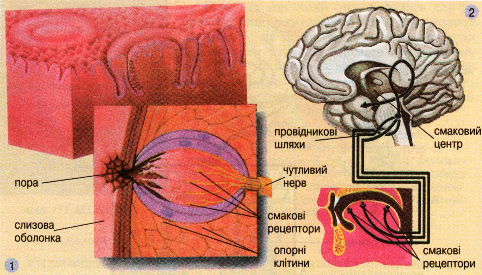 Будова смакової бруньки (1). Схема будови смакової сенсорної системи (2)