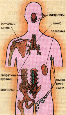 Імунна система людини