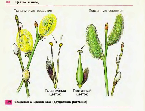 Соцветия, и цветки