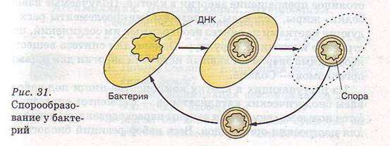 Спорообразование у бактерий