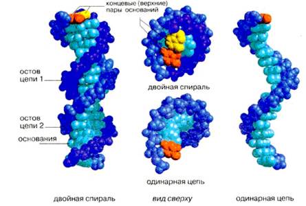 Структура молекули ДНК в різних вимірах