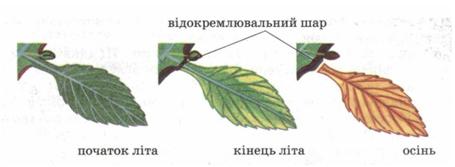 Схема утворення відокремлювального шару. фото