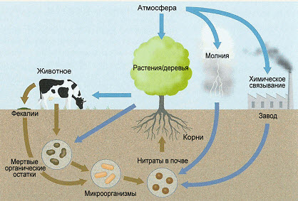 Колообіг азоту