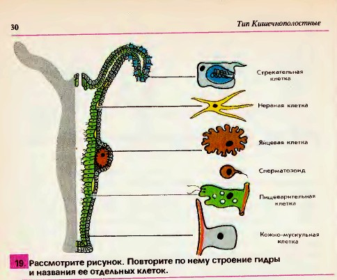 Строение гидры