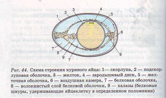 Куриное яйцо