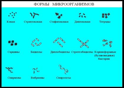 Різномаїття видів бактерій