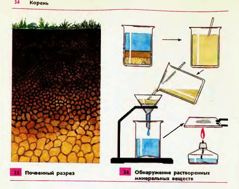 Почвенный разрез