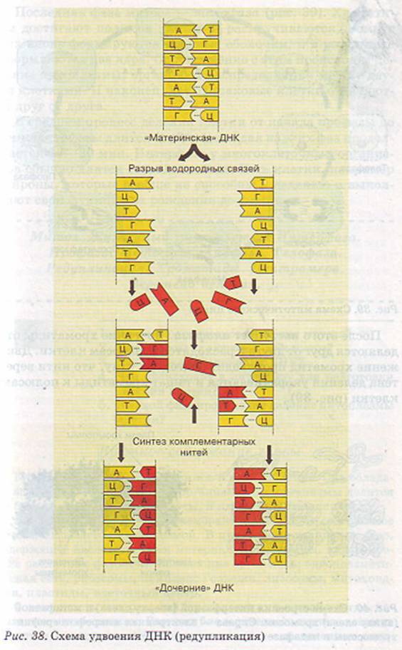 Схема удвоения ДНК