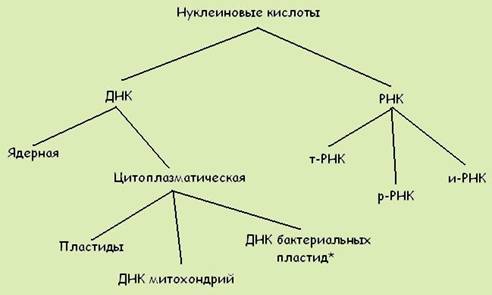 Класифікація нуклеїнових кислот