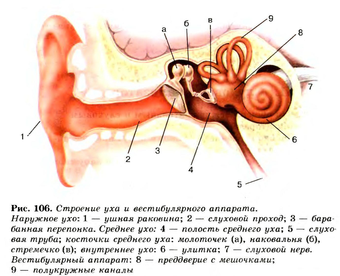 Строение органа слуха