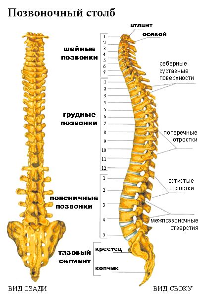 скелет