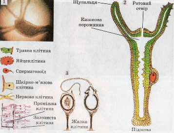 Будова гідри