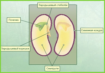 Будова насінини дводольних