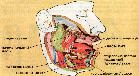 Мал.3. Слинні залози
