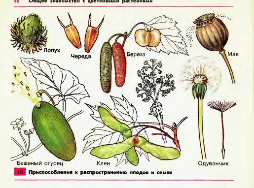 Распространение плодов и семян